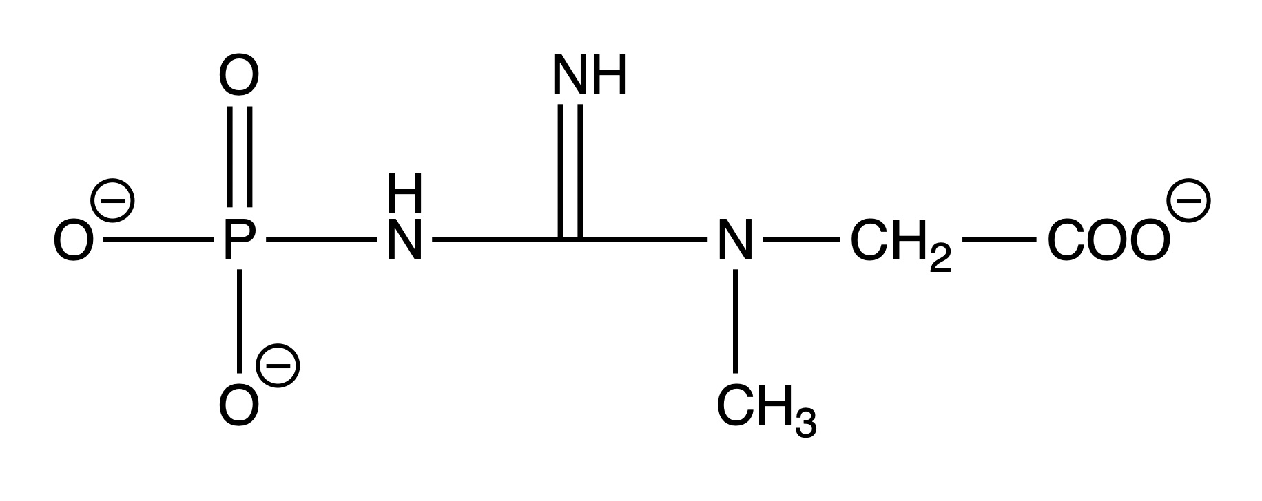 Kreatinphosphat.jpg