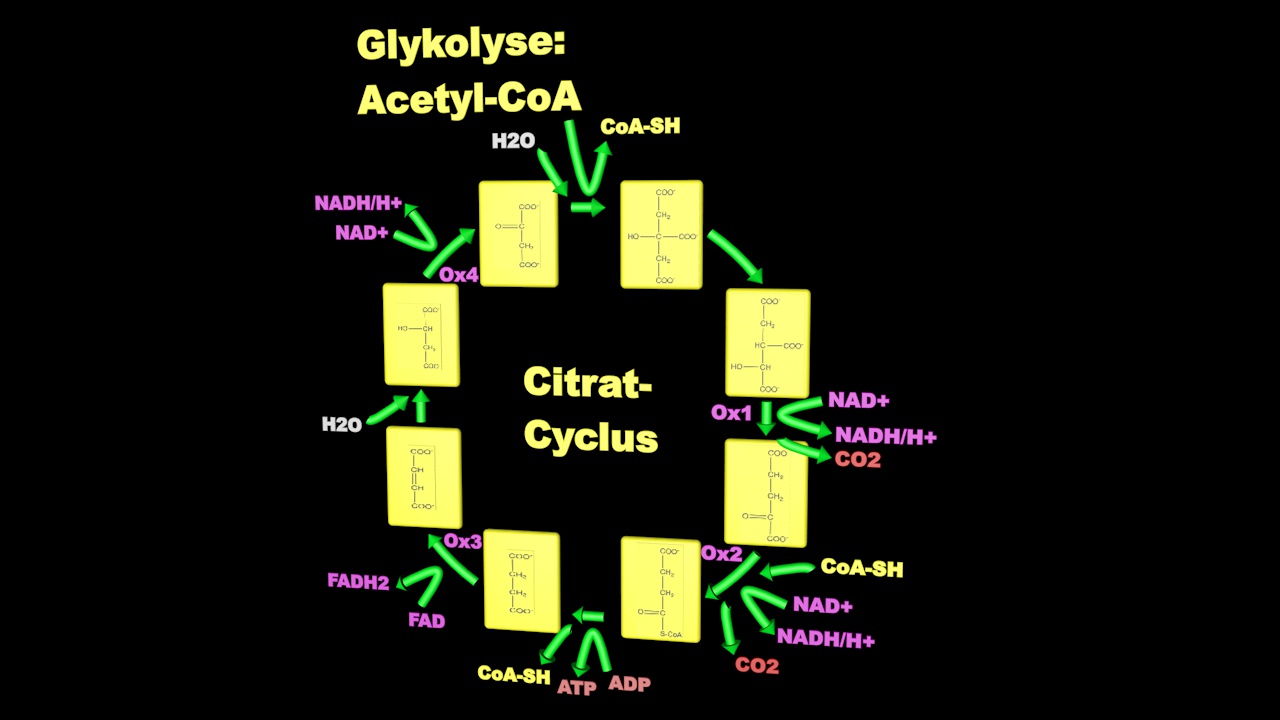 Citratcyclus.jpg
