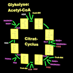 Citratcyclus.jpg