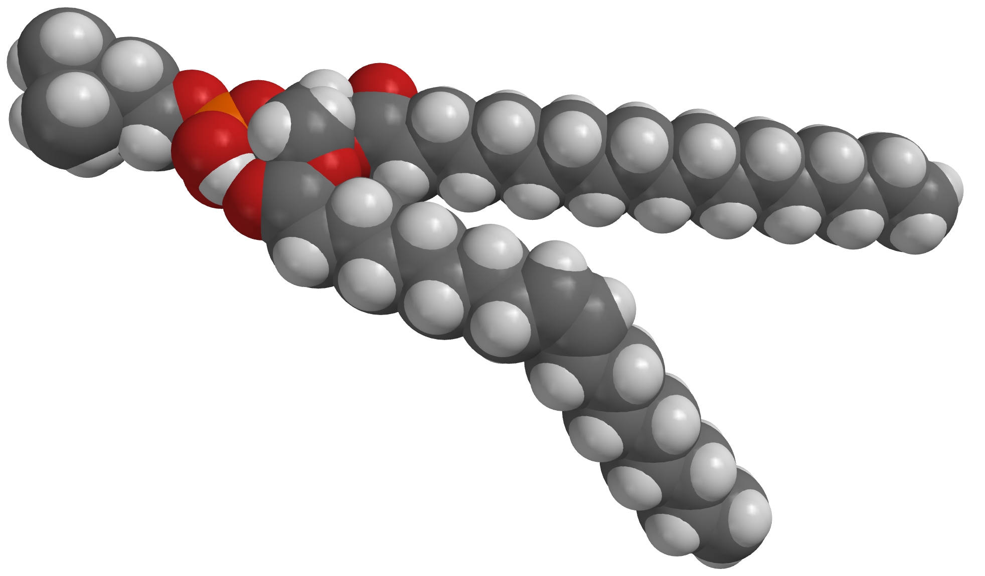 Phospholipid.jpg