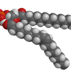 Phospholipid.jpg