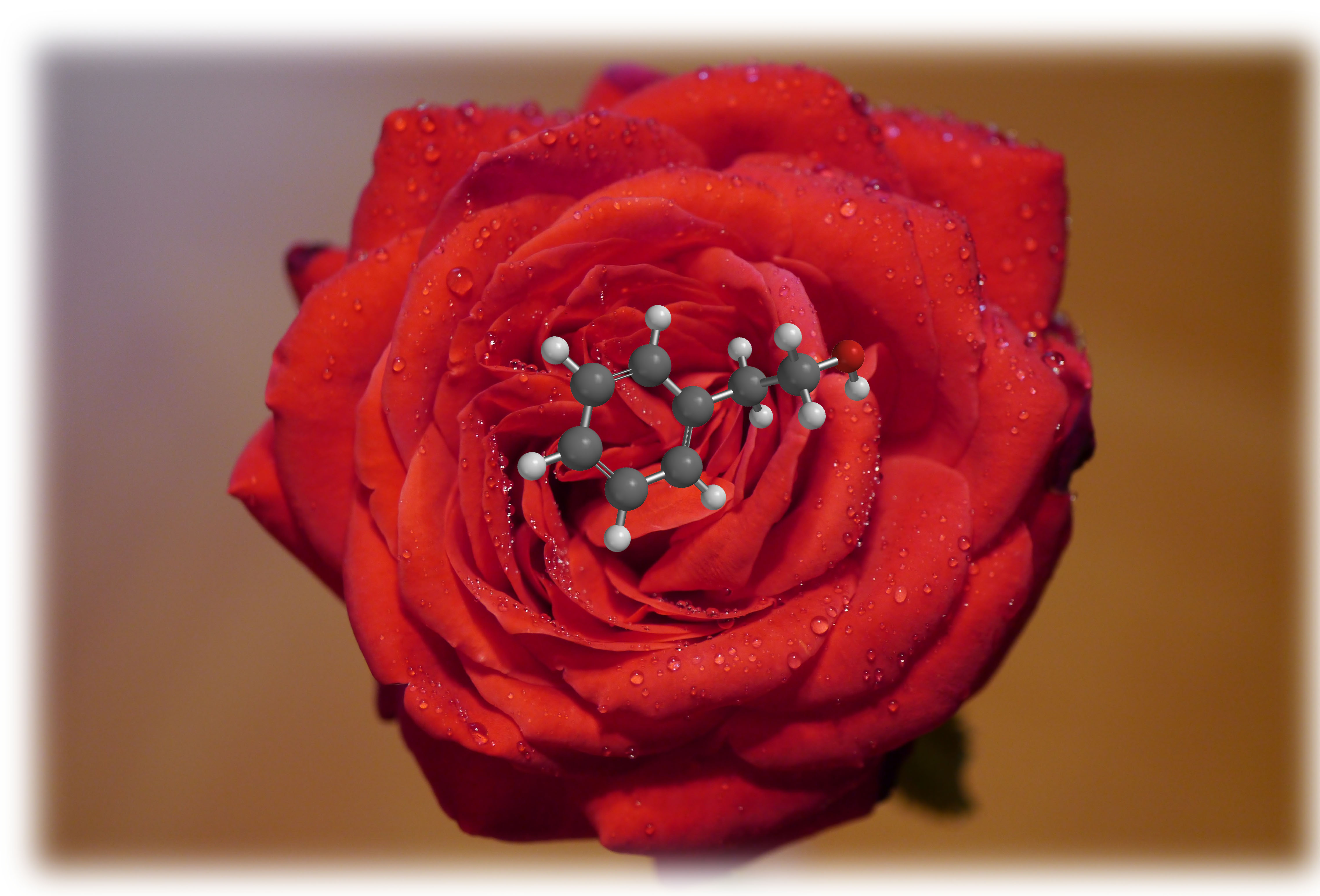 Rose.jpg