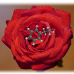 Rose.jpg