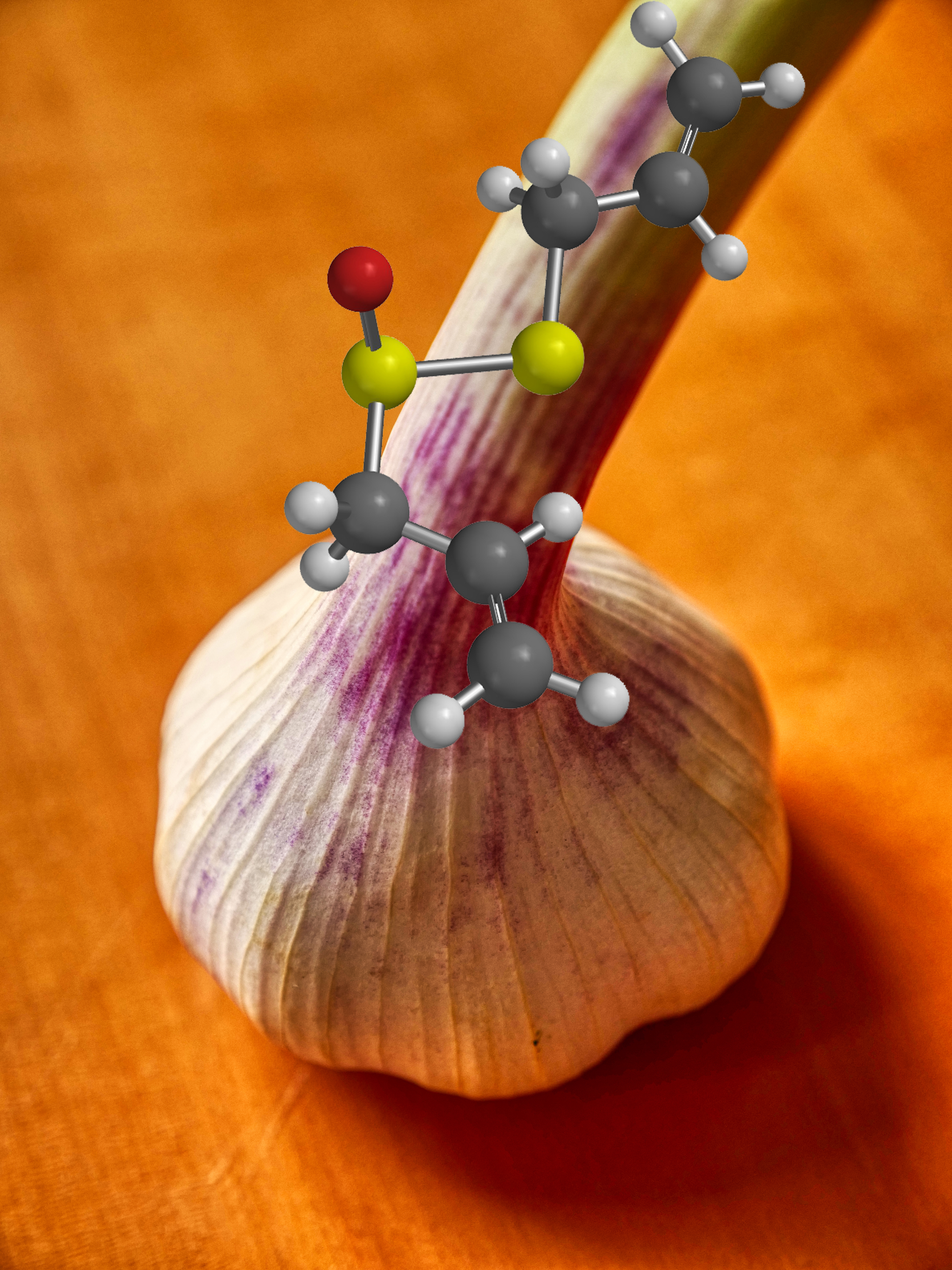 Knoblauch.jpg